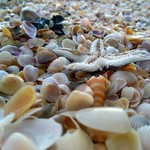@instagram: They went with the flow to reach a beautiful end... #shells #nature #beautiful #goa #starfish #macro #colva #colvabeach #seashells