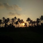 majorda india goa nature sunset trees holi church