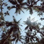 mandrem india goa morning