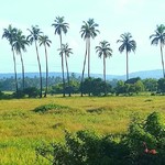 anjuna india goa morning