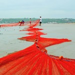 @instagram: Fishing at majorda Beach
#majordabeach #majorda #fishing #fishingnet #evening #southgoabeach #southgoa