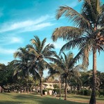 @instagram: To want something and to be ready for something are two different things. ???????????? #want#something#be#ready#two#different#things#india#goa#southgoa#varca#palmtrees#sky#blue#potd#thezurihotels#travel#exploring