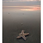 @instagram: ~Not all stars belong in the sky~
.
.
.
#varca #varcabeach #goantimes #southgoa #vacaymode #shotononeplus