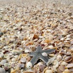 @instagram: #goa #starfish #majorda
