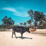 @instagram: She was a beautiful mess but my eyes was blind see her magic. ???????????? #she#was#beautiful#mess#my#eyes#blind#see#her#magic#cow#india#goa#southgoa#beach#varca#varcabeach#sky#potd