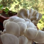 @instagram: These #oystermushrooms are beautiful! Made available at #margao vegetable market by a farm in #Betalbatim. Lunch is sorted ????
.
.
.
.
.
.
#freshproduce #localproduce #organic #freshvegetables #southgoa #green #mushroom #sgpda