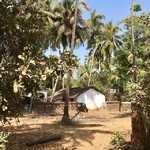 @instagram: #sun #roadtrip #trip #inde #india #goa #travel #travelling #traveller #asia #anjuna #cow #palmtrees #colours