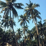 @instagram: Природа - это  единственная книга с великим содержанием на каждом листе!

#новыйгоднагоа #гоа #goa #vagator #vagatorbeach