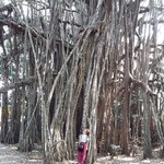 @instagram: Масштабы. Баньян.
.
.
.
#подасфальтомпляж. #bigbanian #goa #mandrem