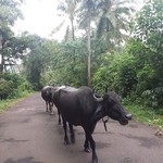 @instagram: Прирожденные модели????????????????????
.
.
.
#подасфальтомпляж. #goa #siolim #india #roadcow