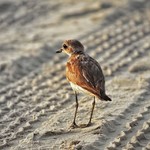 @instagram: ¦ Plovers: most mischievous to play with waves of sea ¦

#plover
#colva
#goa
#evening
#bird
#sunset
#silversands
#playtime
#feathers
#naughty
#canon
#goanclick