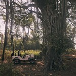 @instagram: #гоа #goa #morjim  #nature