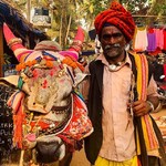 @instagram: Holy cow
.
.
.
.
#anjuna #anjunafleamarket #sacredcow #goa #india