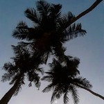 @instagram: #bysesh #india #goa #arambol #palm #nofiltr #сэшсаша #индия #гоа???? #гоа #арамболь #пальмы #луна #безфильтров