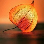 @instagram: #fisális #físalis #physalis #chineselanternplant #chandeliers #berrie #berries #baga #bagas #fruto