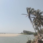 @instagram: paradise found.
.
.
.
#paradise #palmtrees #beach #vacay #india #goa #mandrem