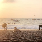 @instagram: When life is refusing the lemons also! #anjuna #anjunabeach #goa #goainsta #beach #igdaily