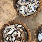 @instagram: Улов впечатляет! ????
#NamasteIndia_Stacy_Mali????????
#Stacy_Mali_GOA????????
#Stacy_Mali_India????????
#Индия #India #ГОА #GOA #Benaulim #Benaulimbeach