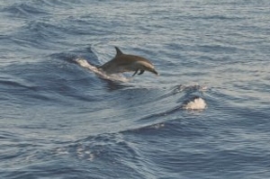 Dolphins in Goa