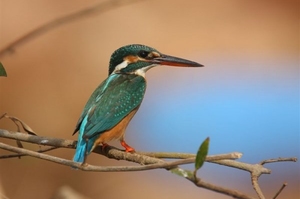 Kingfisher