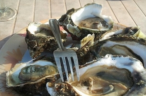 Oysters