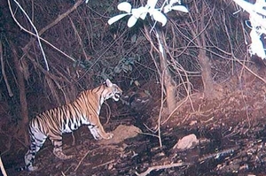 Bengal Tiger in Goa