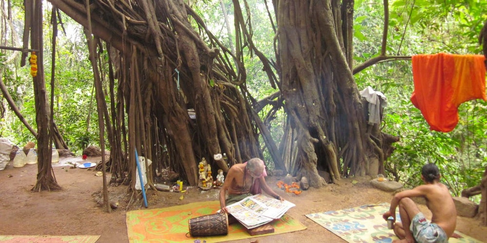 Arambol Banyan Tree