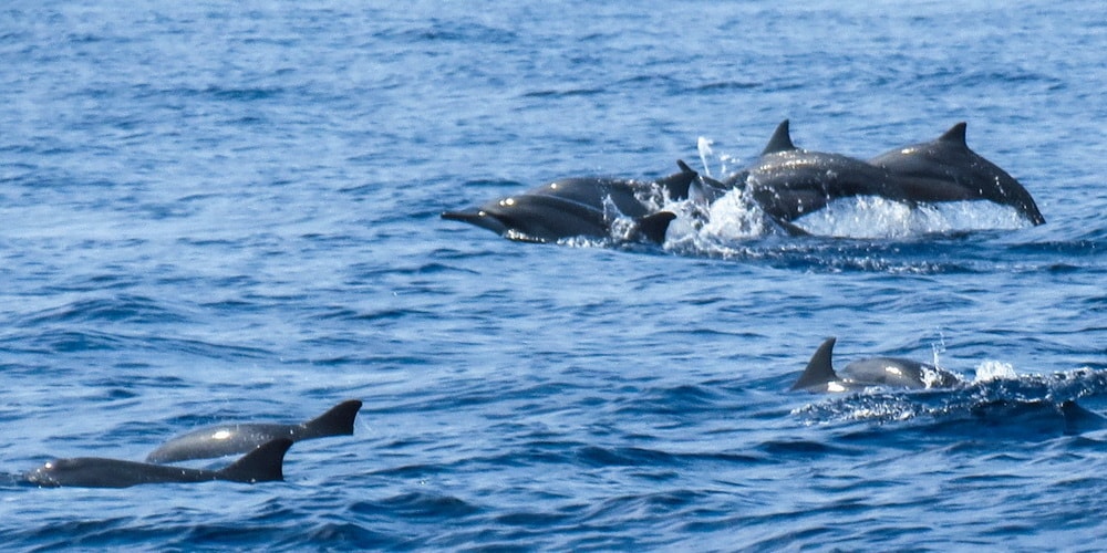 Dolphin Tours in Goa