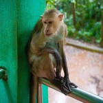 Monsoon Dudhsagar Waterfall