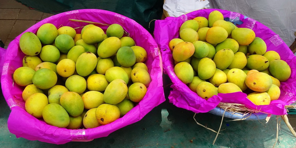 Alfonso Mango in Goa