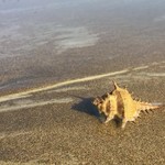 Goa May Gallery: Markets, Fruits, Weather, Beaches