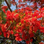 Goa May Gallery: Markets, Fruits, Weather, Beaches