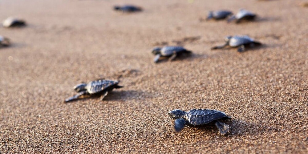 Olive Turtles on Galgibaga beach