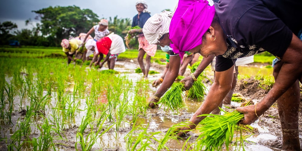 Rice planting in July Goa