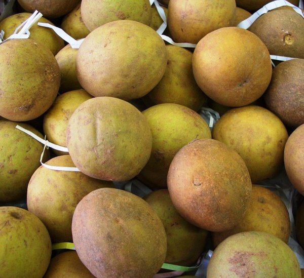 Chiku fruit in Goa