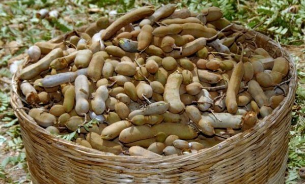 Tamarid fruit in Goa