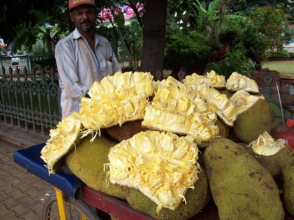 Jackfruit fruit in Goa